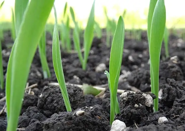 Agriculture Crop Protection